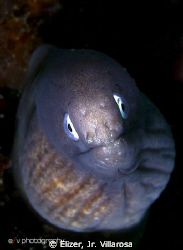 A juvenile moray eel, taken last Jan.6 at Samal Island, D... by Elizer, Jr. Villarosa 